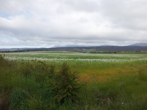 Poppy fields in Tasmania Australia 