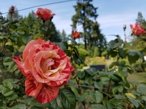 Portland Rose Garden  OC