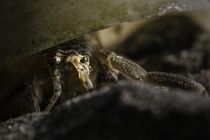 Portrait of a Hermit Crab  Philippines