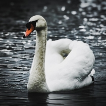 Portrait of a Swan 