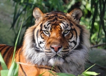 Portrait of a Tiger 