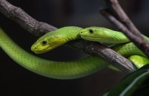 Portrait of Green Mambas Dendroaspis angusticeps 