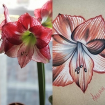 Posted my Amaryllis in bloom a couple weeks ago and redditor uRubyWhiteArt drew it WOW 