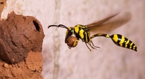 Potter wasp 