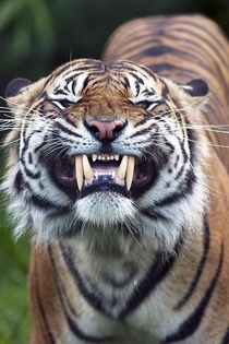 Pounce on me Later Youre facing the Camera SMILE now Panthera Tigris