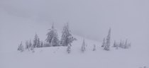 Powdered fir trees on Mt Rainier