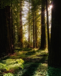 Powerful Divine Light from the Redwood National Park California 