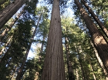 Prairie Creek Redwoods State Park in California 