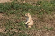 Prairie Dog 