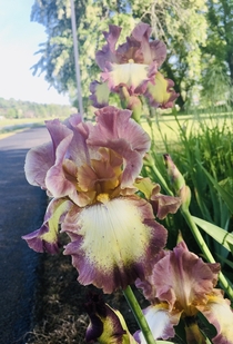 Pretty irises In my towns park