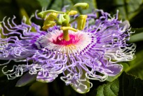 Pretty Purple Passion Flower 