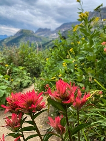 Pretty wildflowers at GNP Montana   x 