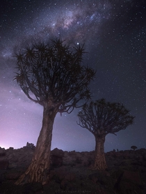 Probably one of the most unique looking trees with the soft glow of dawn - Quiver Tree Forest Namibia 