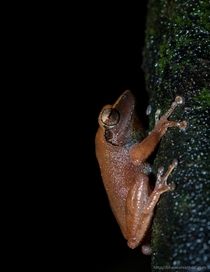 Pseudophilautus amboli the Amboli bush frog is a rare shrub frog species endemic to the Western Ghats India 