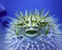 Puffer Fish x-post from rSearCreaturePorn 