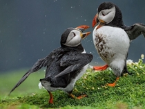 Puffin Fight photo by Danny Green 