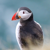 Puffin Photo credit to Dr Lauren Smith