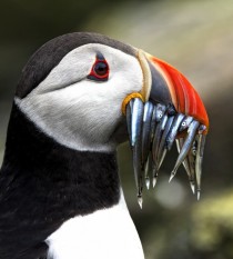 Puffin with a mouthful of Sand Eels  x-post rpics 