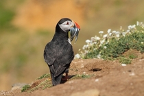 Puffin with sand eels 