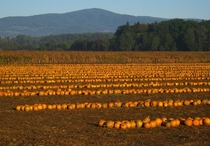 Pumpkins on a field in Austria ready to be picked up 