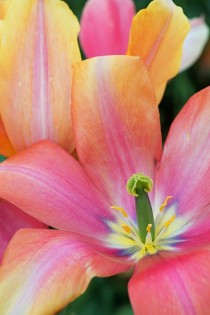 Purdy Tulips in Oregon Tulipa 