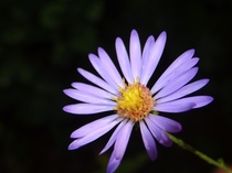 Purple Aster Flower in Shenandoah National Park Virginia 