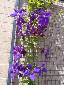 Purple Clematis is always so gorgeous on a sunny day