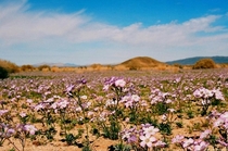 Purple flower super bloom in the Mojave Desert 