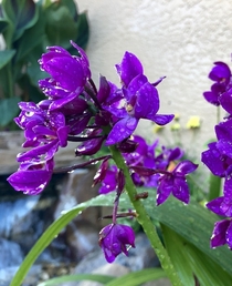 Purple ground orchid OC