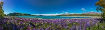 Purple Lupins flowering on the edge of Lake Tekapo New Zealand 