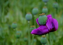 Purple Poppy OC