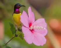 Purple-rumped Sunbird from Mumbai India 
