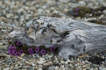 Purple Saxifrage in Svalbard 