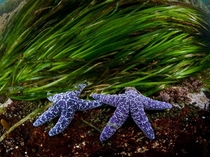 Purple sea stars and eel grass flourish in the waters off the coast of British Columbia Photo by Thomas P Peschak 