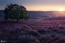 Purple sunrise Posbank the Netherlands 