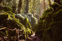 Puzzlewood Forest of Dean UK 