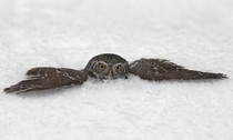 Pygmy owl in the snow 