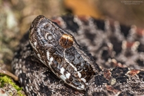 Pygmy rattlesnake Sistrurus miliarius 