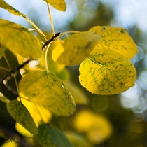 Quaking Aspen Populous tremuloides in the fall 