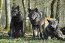 Quartet of wolves