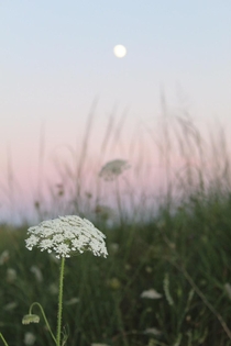 Queen Annes lace Daucus carota silhouetted against the dunes Lake Huron ON