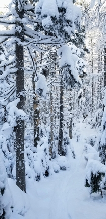 Quick photo I took while snowshoeing to capture the surrealism of the White Mountains NH 