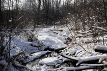 Quiet snowy stream in the Minnesota woods 
