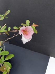 Quince unknown cultivar