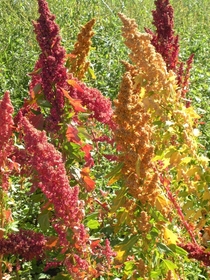 Quinoa in Bloom 
