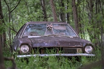 Raccoon in an Abandoned Ford Pinto