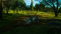 Rain Puddle- Angeles National Forest 