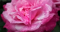 Rain showered Rose in my garden 