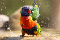Rainbow lorikeet shaking wings after bathing by Kseniya Murach