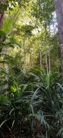 Rainforest at Lake Barrine Queensland 